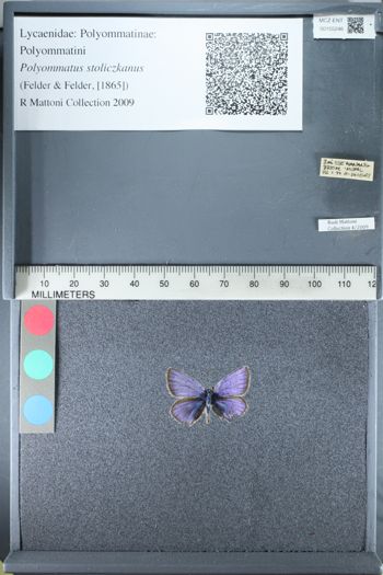 Media type: image;   Entomology 155246